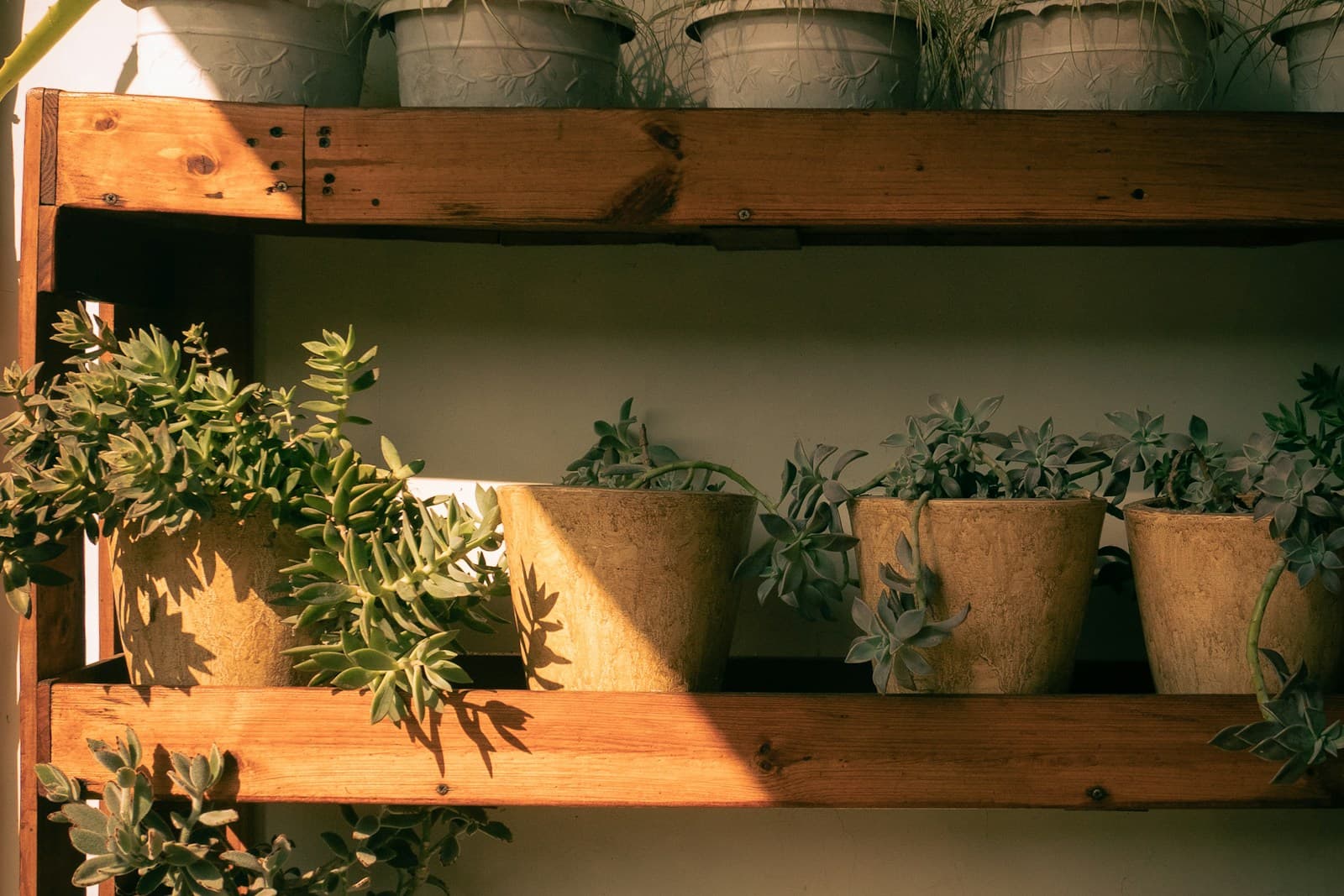 Terracotta pots of succulents on a sunlit wooden shelf.